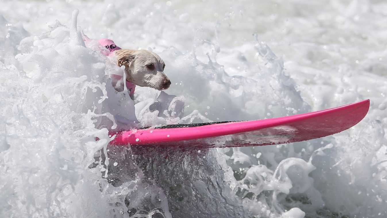 A dog rides a wave during the Surf City Surf Dog competition in Huntington Beach