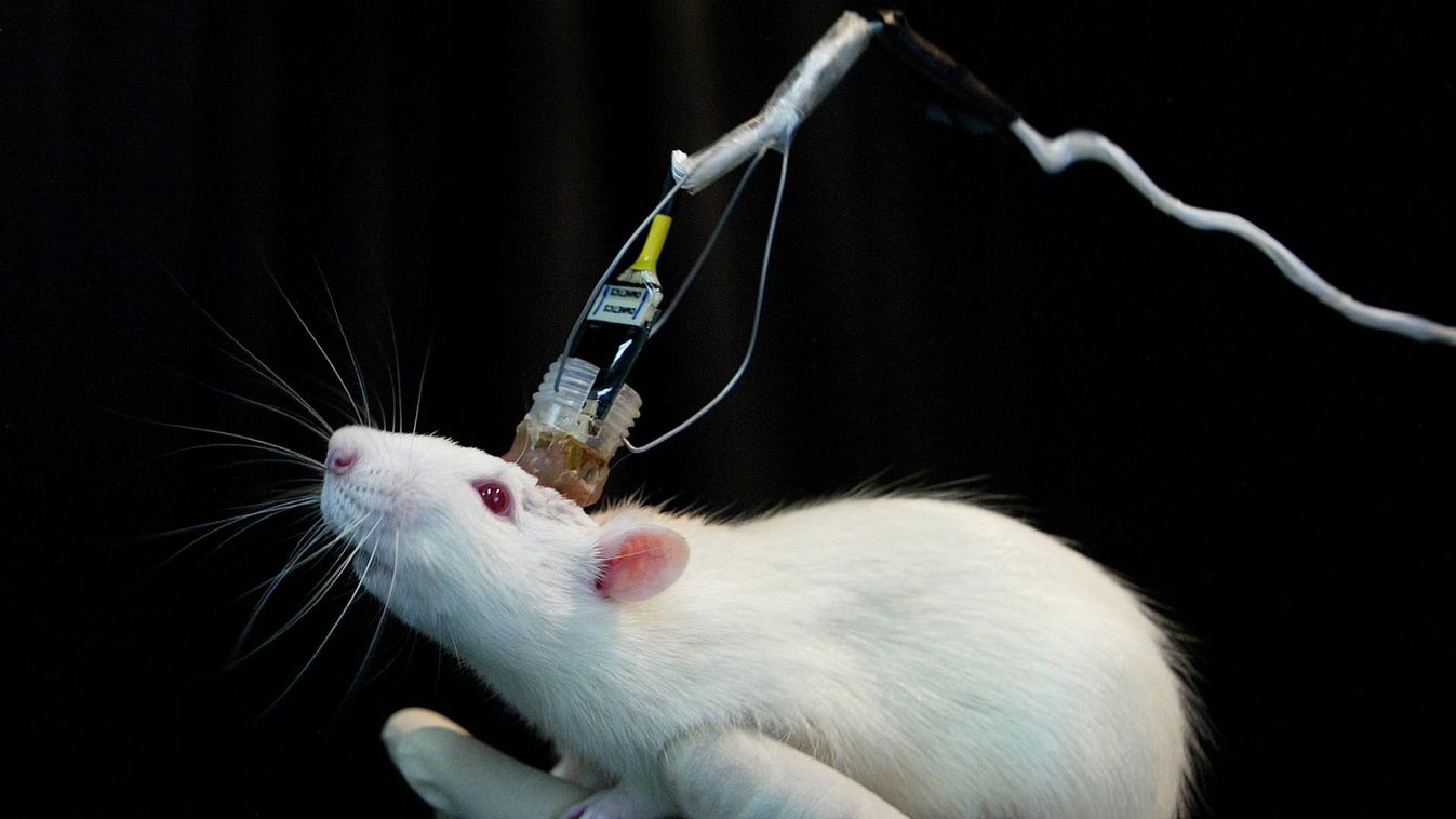 A mouse's memory is recorded by sensors connected to its head in laboratory in East China Normal ...