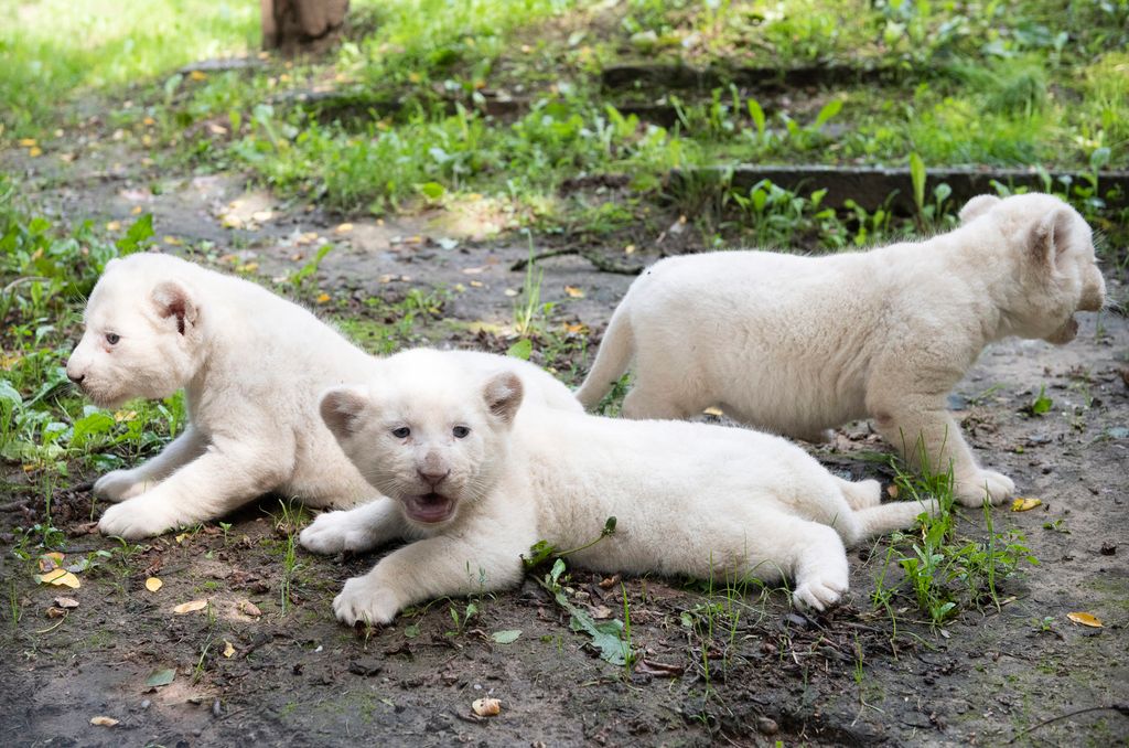 Három fehér oroszlán született a Nyíregyházi Állatparkban
