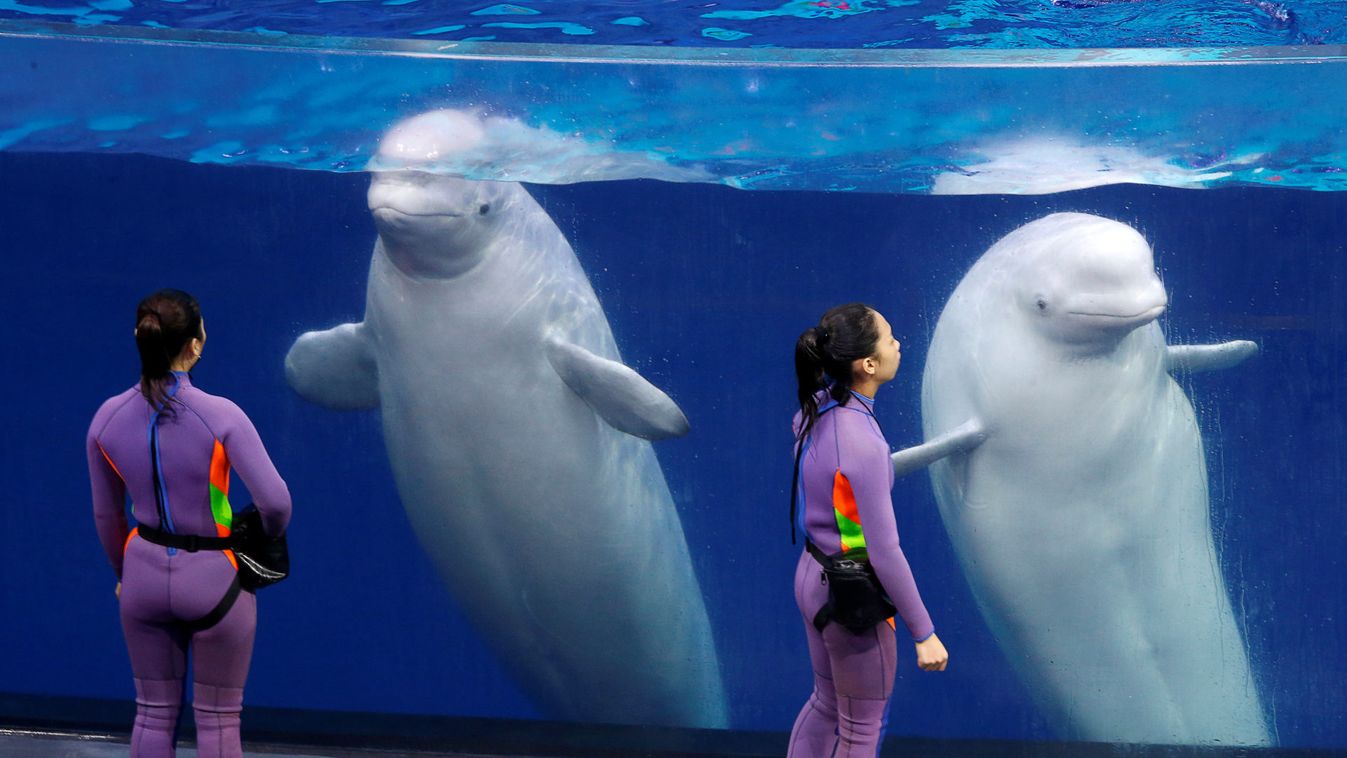 Trainers interact with belugas after a show in Zhuhai