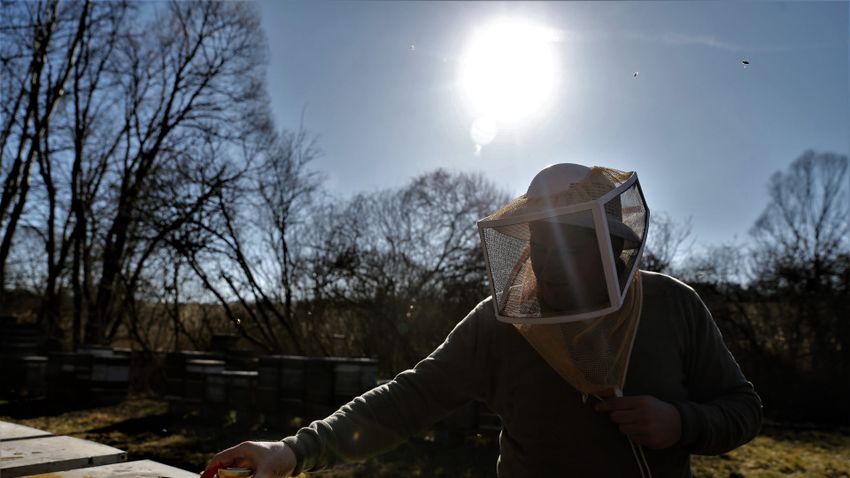 Nagyszabású kampány indul a magyar méhekért és méhészekért