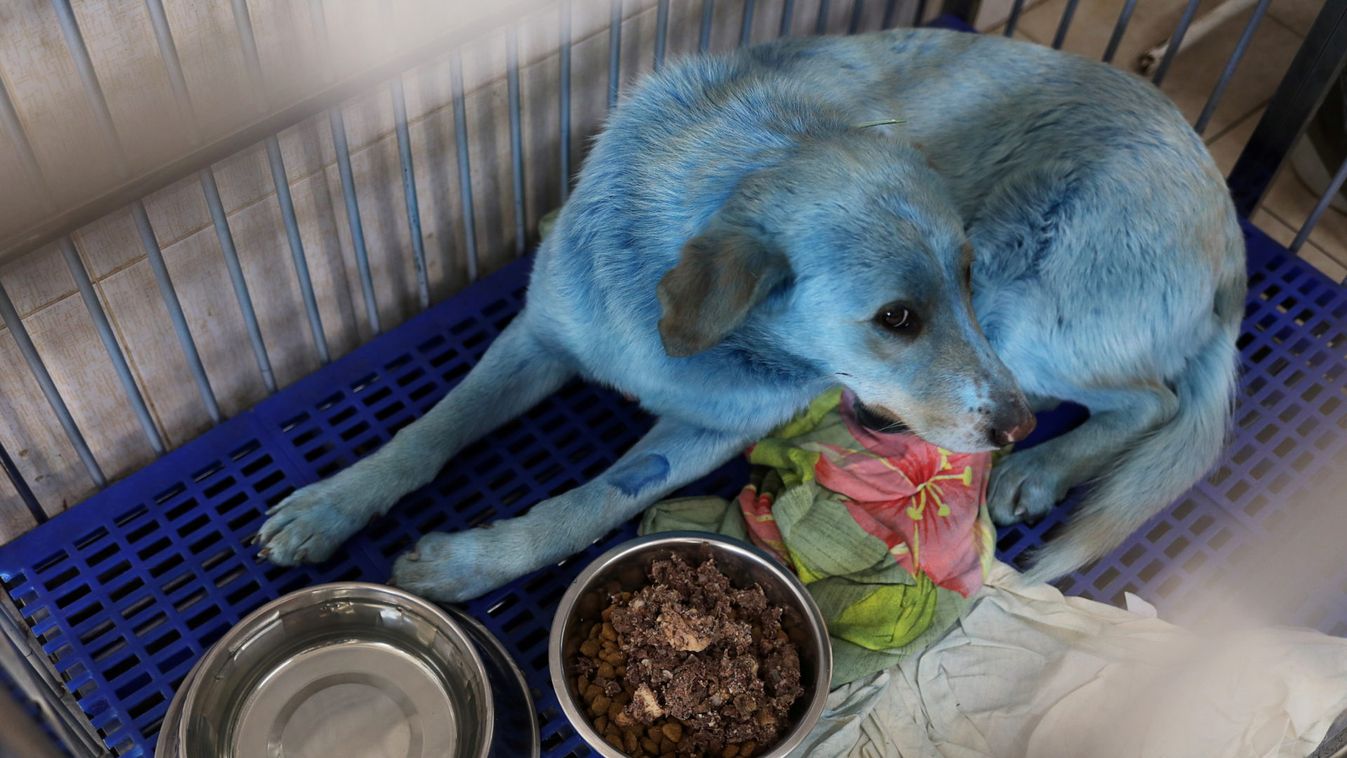 A dog with blue fur is pictured inside a cage at a veterinary hospital in Nizhny Novgorod