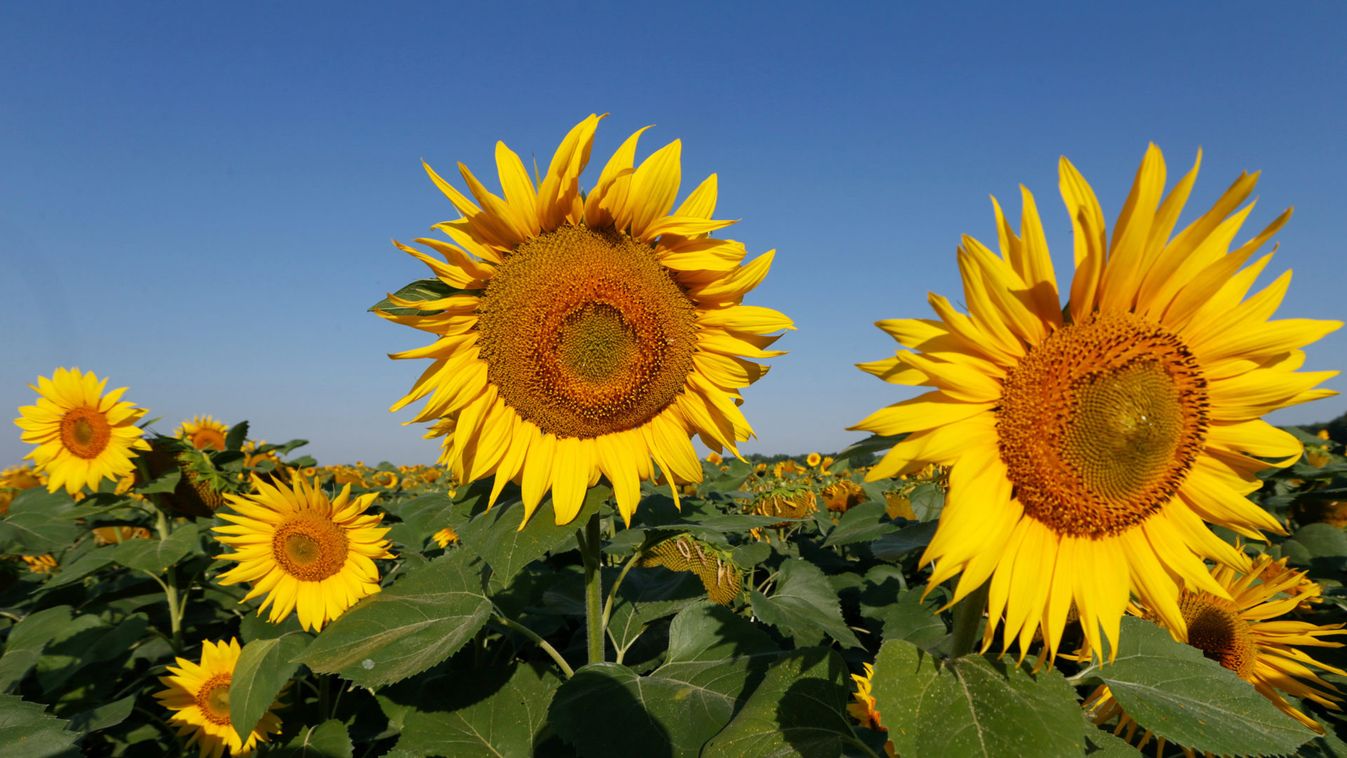 Sunflowers are seen on field in Kiev region