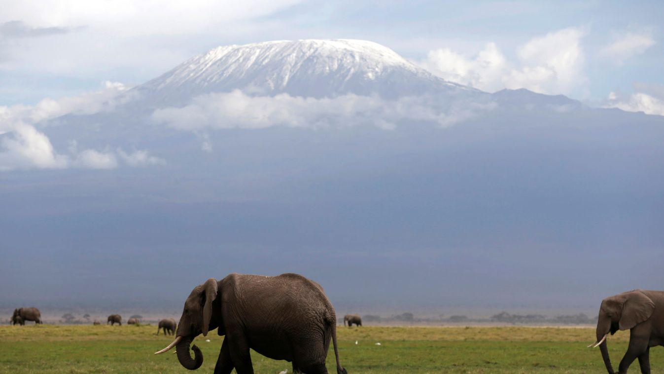 Elephants walk in Amboseli National Park in front of Kilimanjaro mountain
