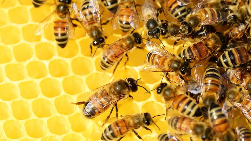 A mézben lévő rovarirtószer kimutatására fejlesztettek ki új módszert