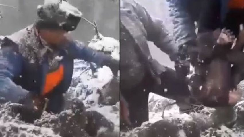 Döbbenetes állatkínzás – síró medvebocsokat raktak ki a barlangból
