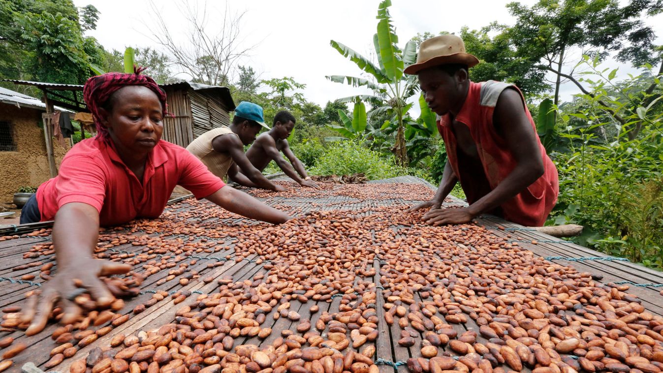 People work with cocoa beans in Enchi