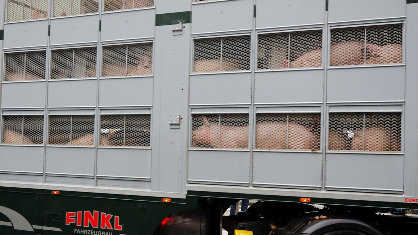 A truck carrying pigs arrives at the Toennies meat factory after its reopening in Rheda-Wiedenbrueck
