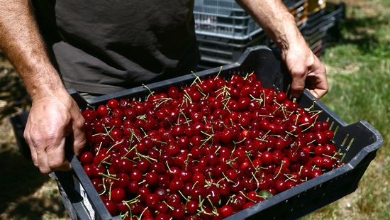 Tönkretette a meggytermést a hőség és a szárazság