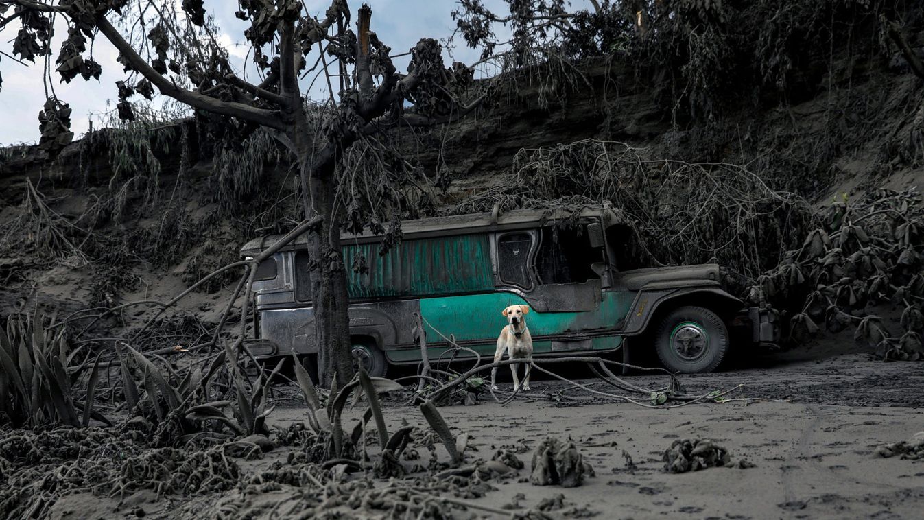 A dog left in a garage covered with ashes barks nearby the erupting Taal Volcano in Talisay