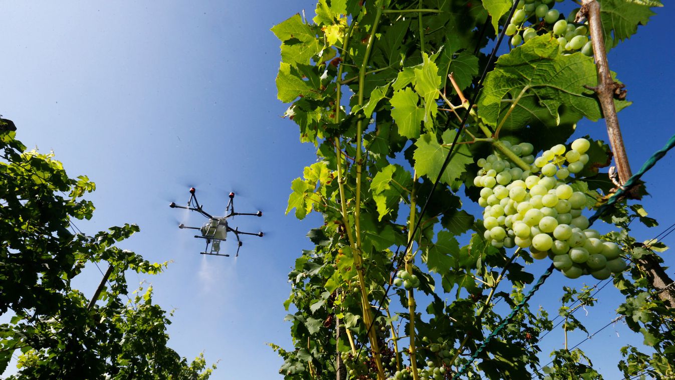 Agriculture spray drone of Landi Weinland Genossenschaft farmers cooperative sprays plant protection agent over a vineyard near Benken