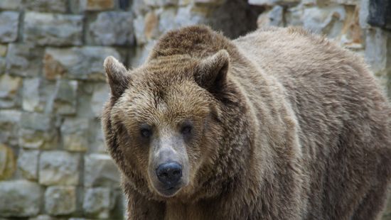 Egy hétig tartott rettegésben egy grizzly egy alaszkai táborozót