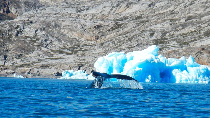 Vélhetően emiatt nem indult éves vádorútjára a grönlandi bálna