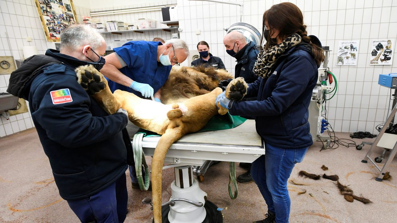 A lion undergoes a vasectomy operation at Burger's Zoo in Arnhem
