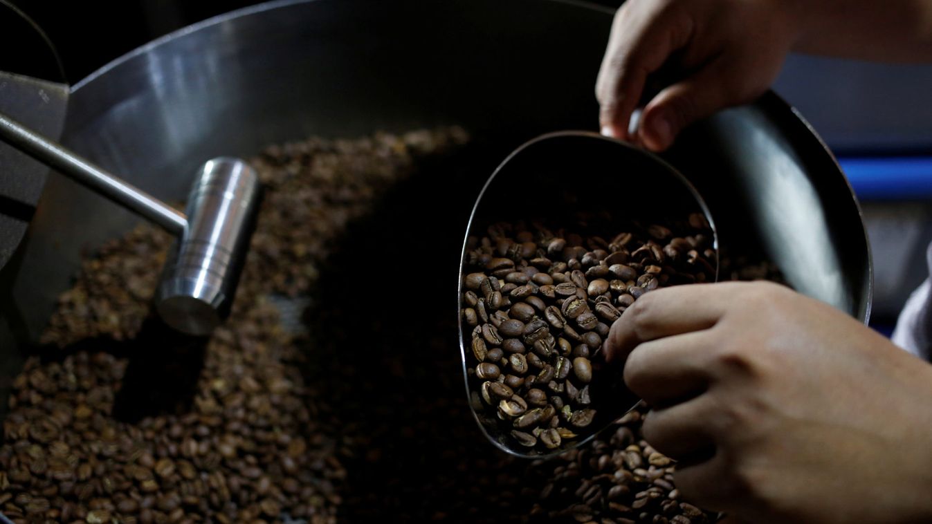 A roaster checks freshly roasted locally grown coffee beans at Jack Runner Roastery coffee shop in Bandung, West Java