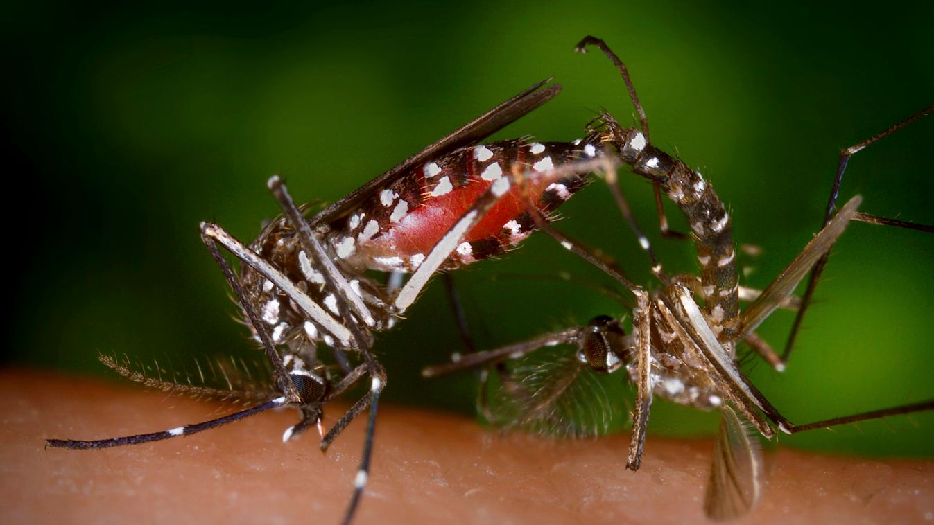 A pair of Aedes albopictus mosquitoes are seen during a mating ritual while the female feeds on a blood meal in a 2003 image