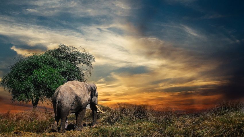 Namíbia 170 elefántot akar elárverezni a szárazság miatt