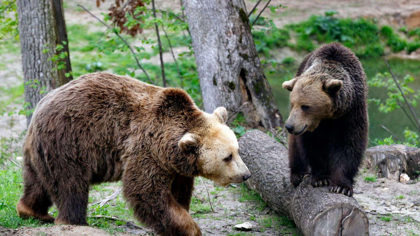 Brown bears interact inside an enclosure at "Libearty" Zarnesti bear sanctuary, central Romania