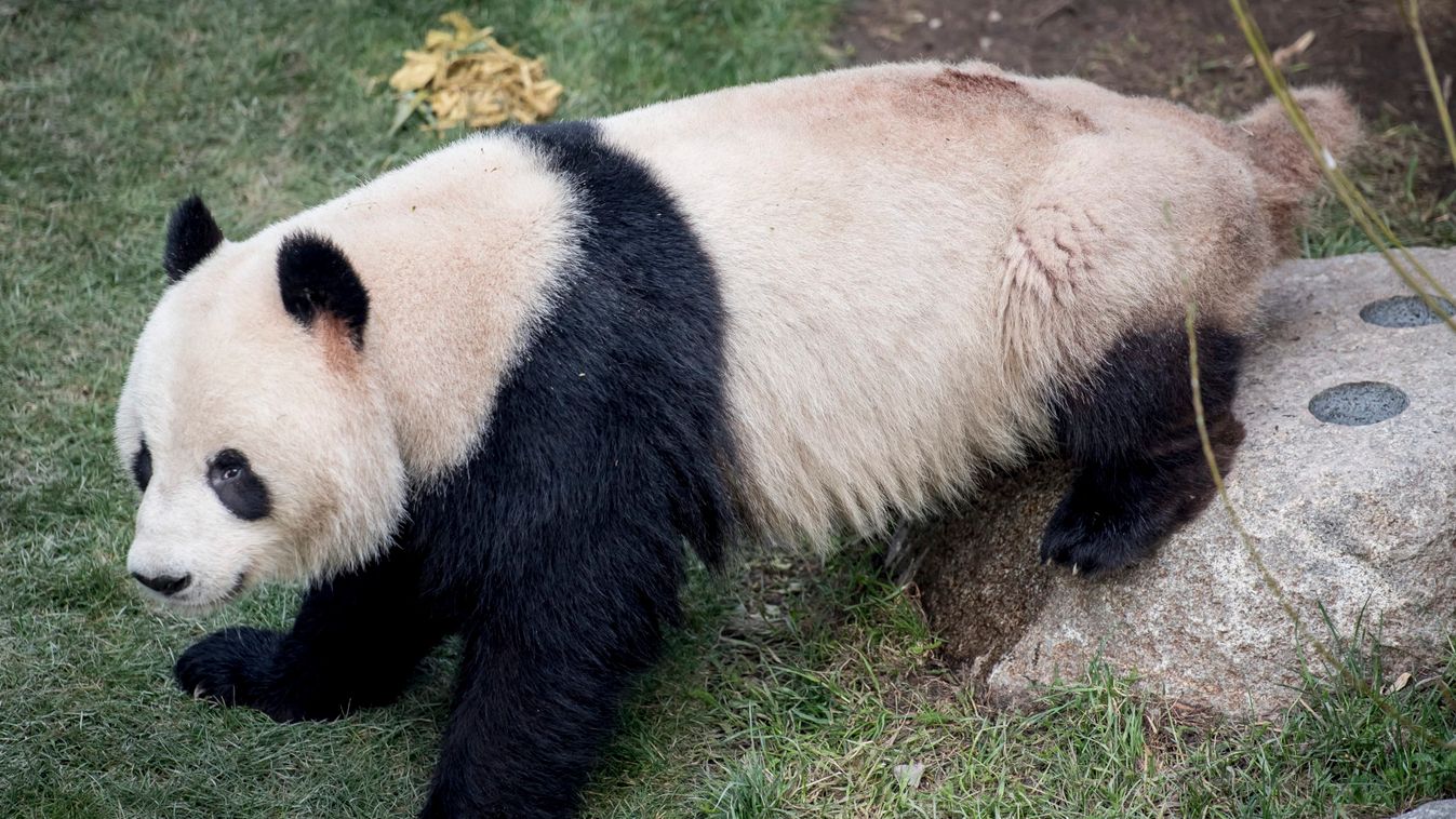 Panda escaped from Copenhagen Zoo