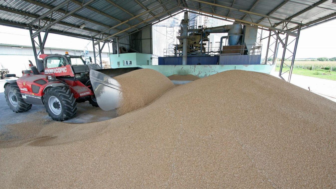 A magtárakba került gabona mennyisége 15 százalékkal haladja meg a tavalyit