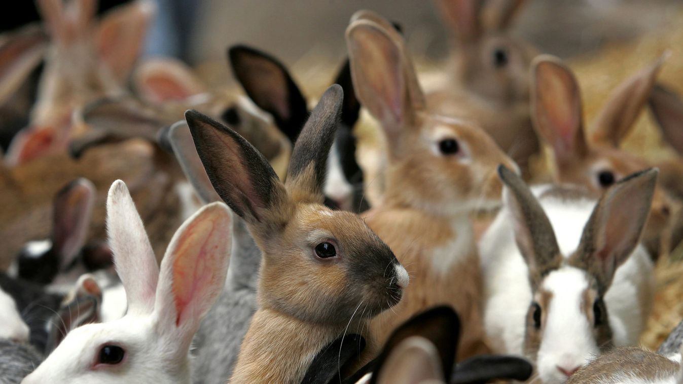 Rabbits look at passers-by as they are put on a sale at a market in Alexandria some 220 km (137 mile..