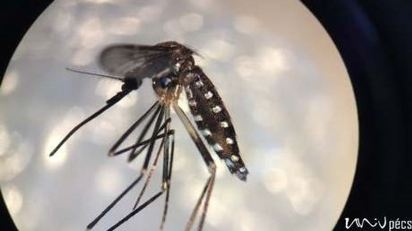 Hazánkban is betegségeket terjeszthetnek a szúnyogok
