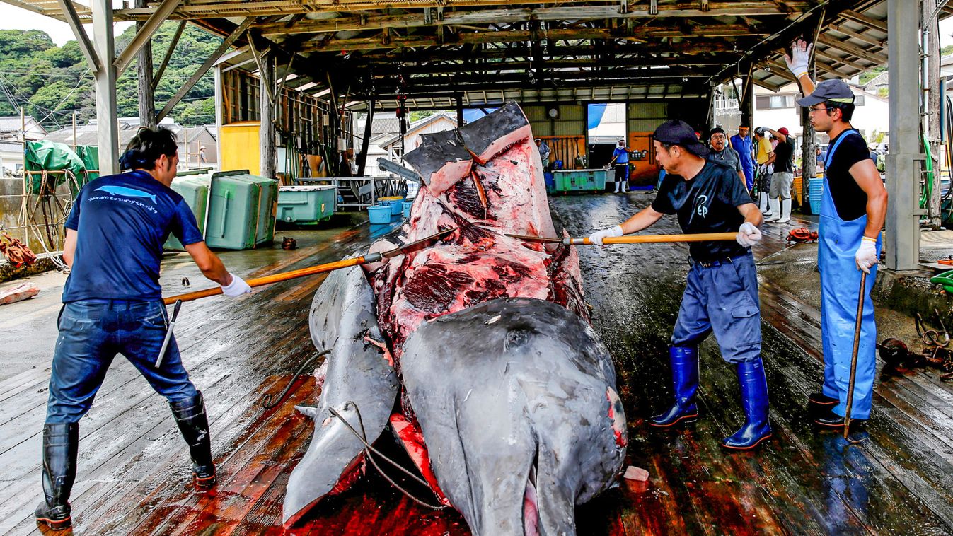 Workers carve into a Baird's Beaked whale at Wada port in Minamiboso