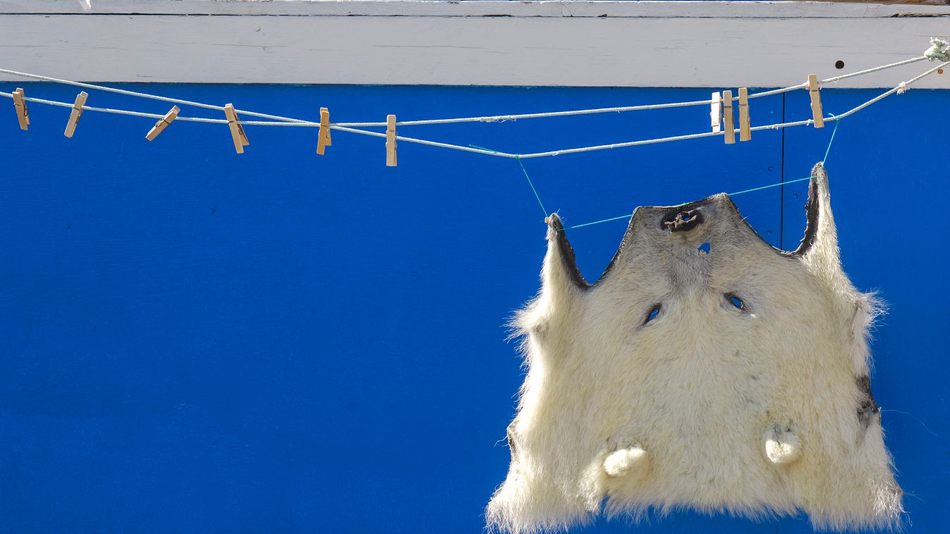 Polar Bear skin hanging to dry outside a house in Uummannaq, Greenland