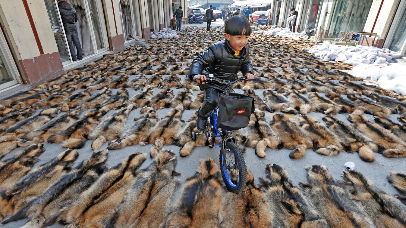 A boy rides his bicycle over the fur of raccoon dogs at a fur market in Chongfu township