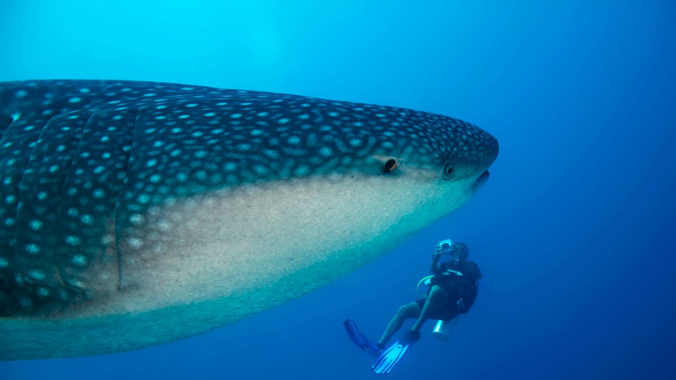 Whale Shark and Diver