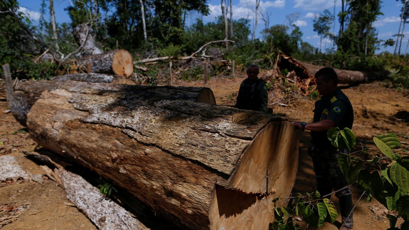 The Wider Image: Battling deforestation in the Amazon