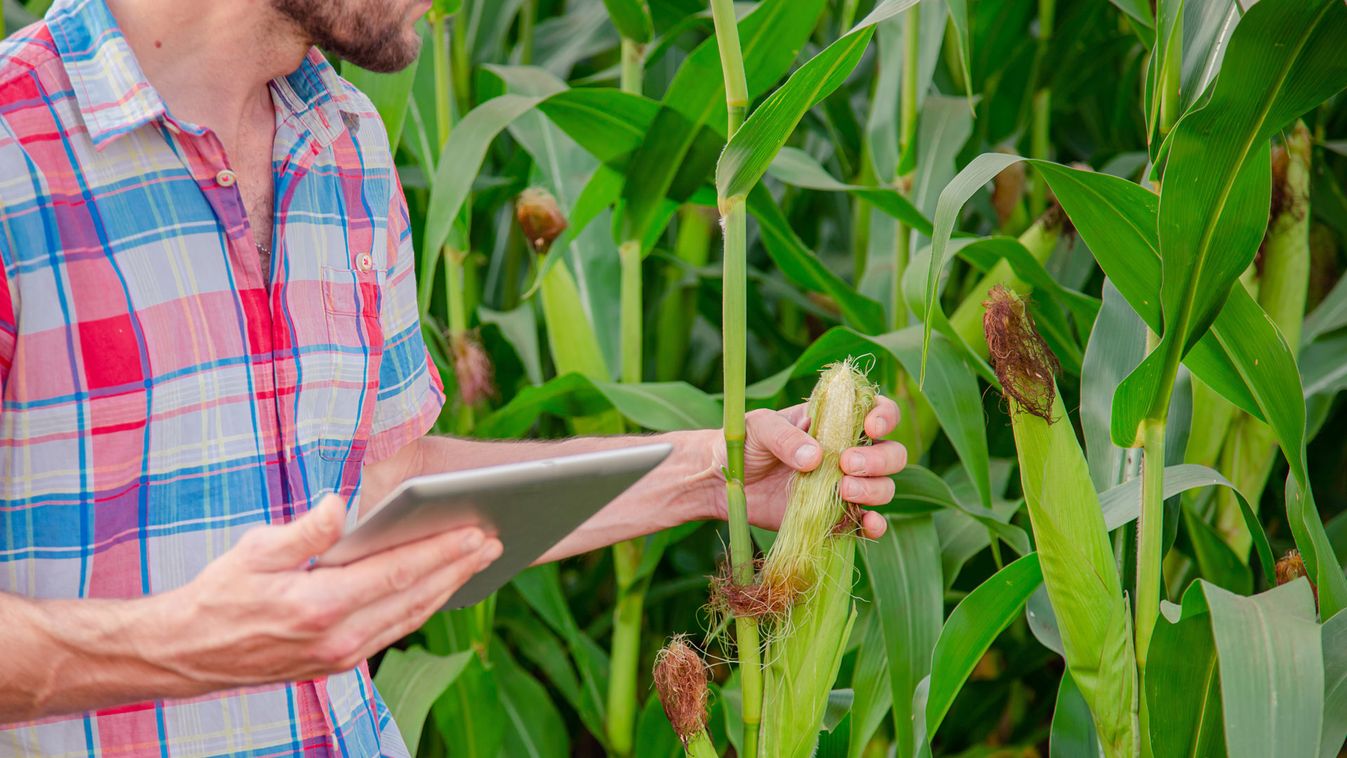 Male farmer checking plants on his farm. Agribusiness concept, agricultural engineer standing in a corn field with a tablet, writes information.