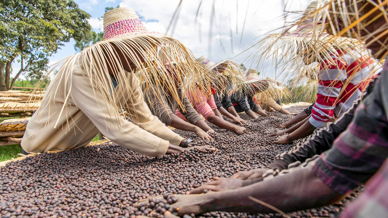 Workers dry red coffee cherries at the Tilamo cooperative of Shebedino district in Sidama