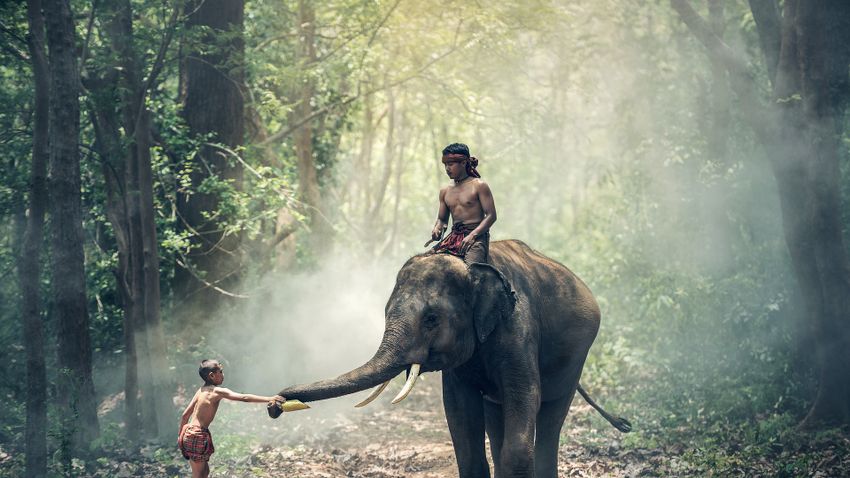 Nagyobb békében élnek együtt az emberek és az elefántok Srí Lankán