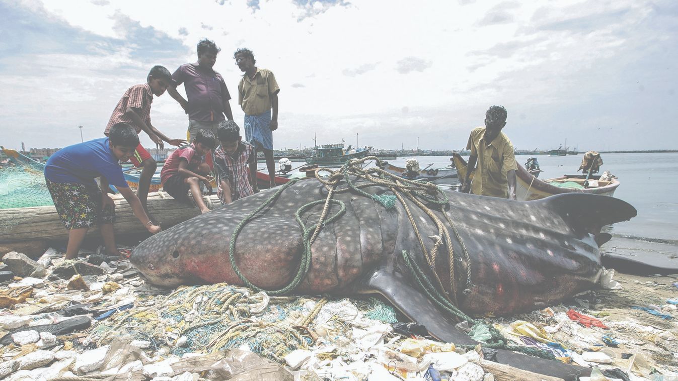 Boys touch a dead whale shark after it washed up on a shore near Royapuram fishing harbour in Chennai