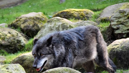 A wisconsini szürke farkasok egyharmadát kiirtották az elmúlt szezonban