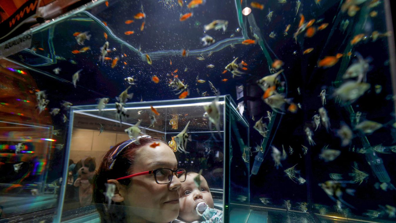 A woman and her son look at fish at the Pets Festival in Lisbon