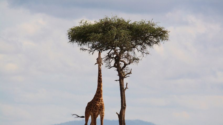 Nyomkövetőt kapott a világ utolsó ismert fehér zsiráfja Kenyában