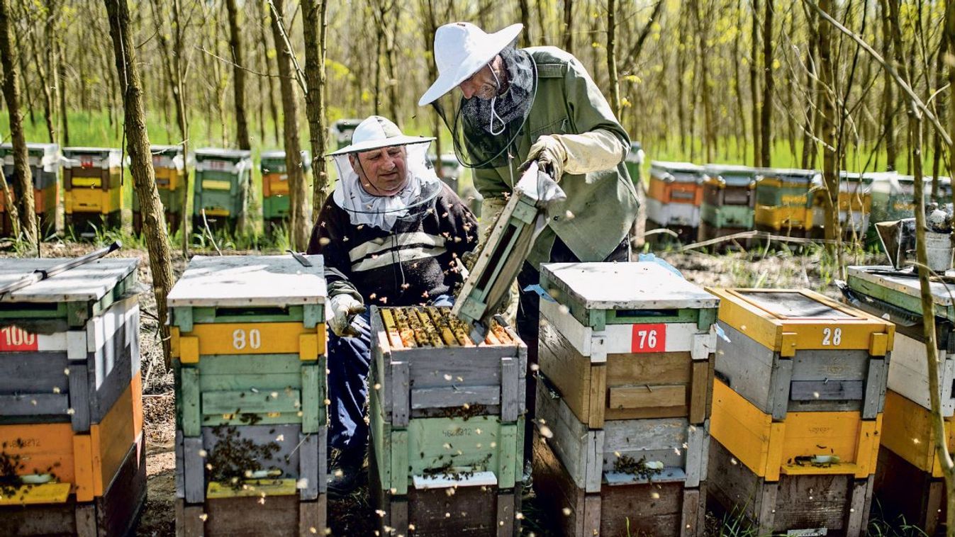 Méhészeti egyesület: az elmúlt ötven év legrosszabb méztermése várható idén