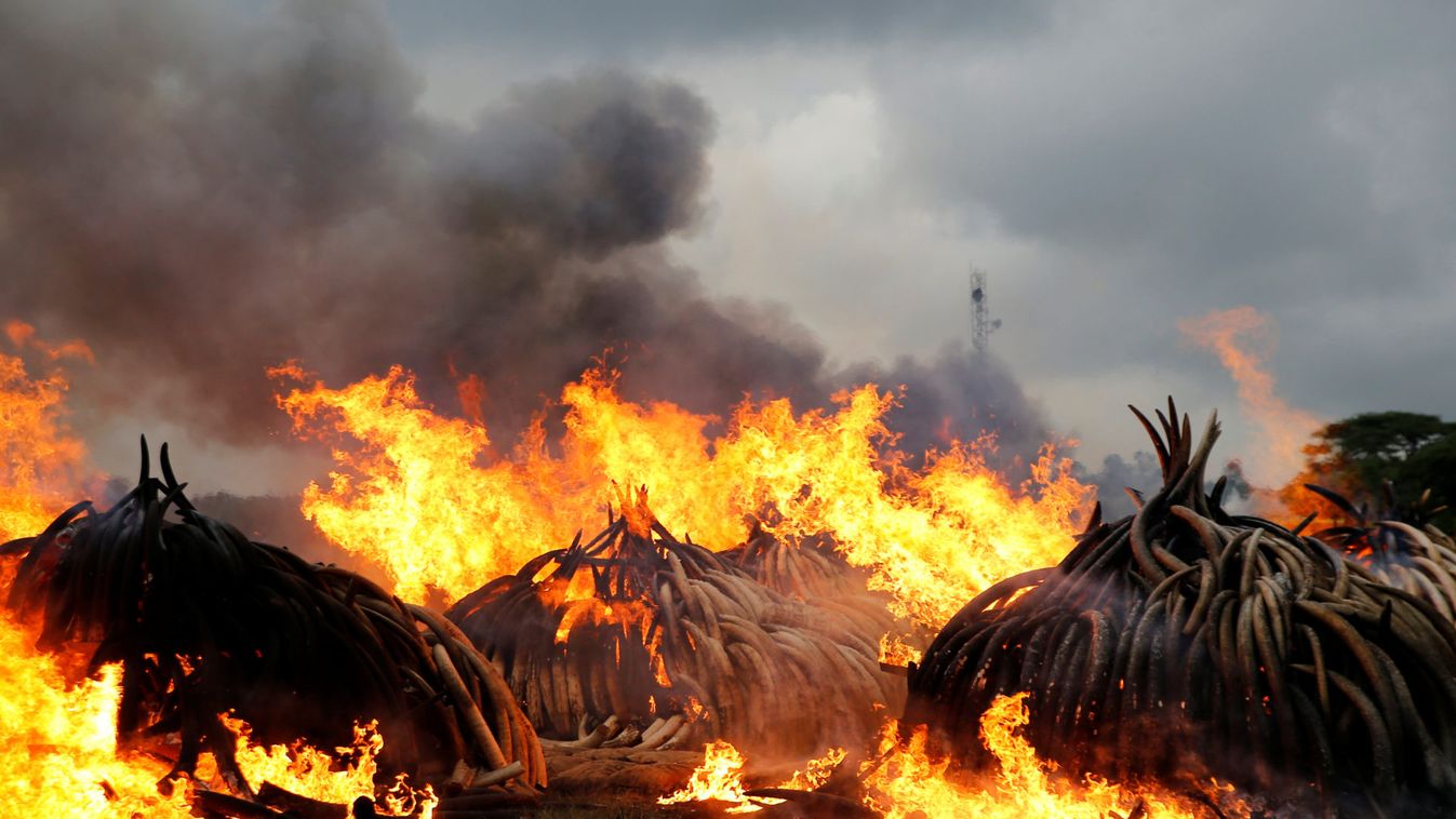 A section of an estimated 105 tonnes of elephant tusks confiscated ivory from smugglers and poachers burns in flames at the Nairobi National Park near Nairobi, Kenya