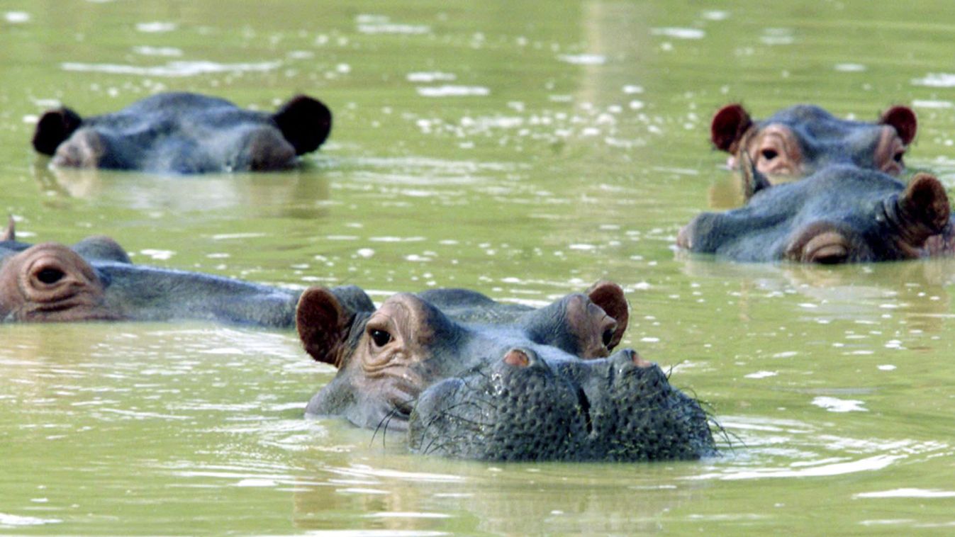 - PHOTO TAKEN 10DEC02 - A herd of hippopotamuses swim in a muddy lake at the abandoned country home ..