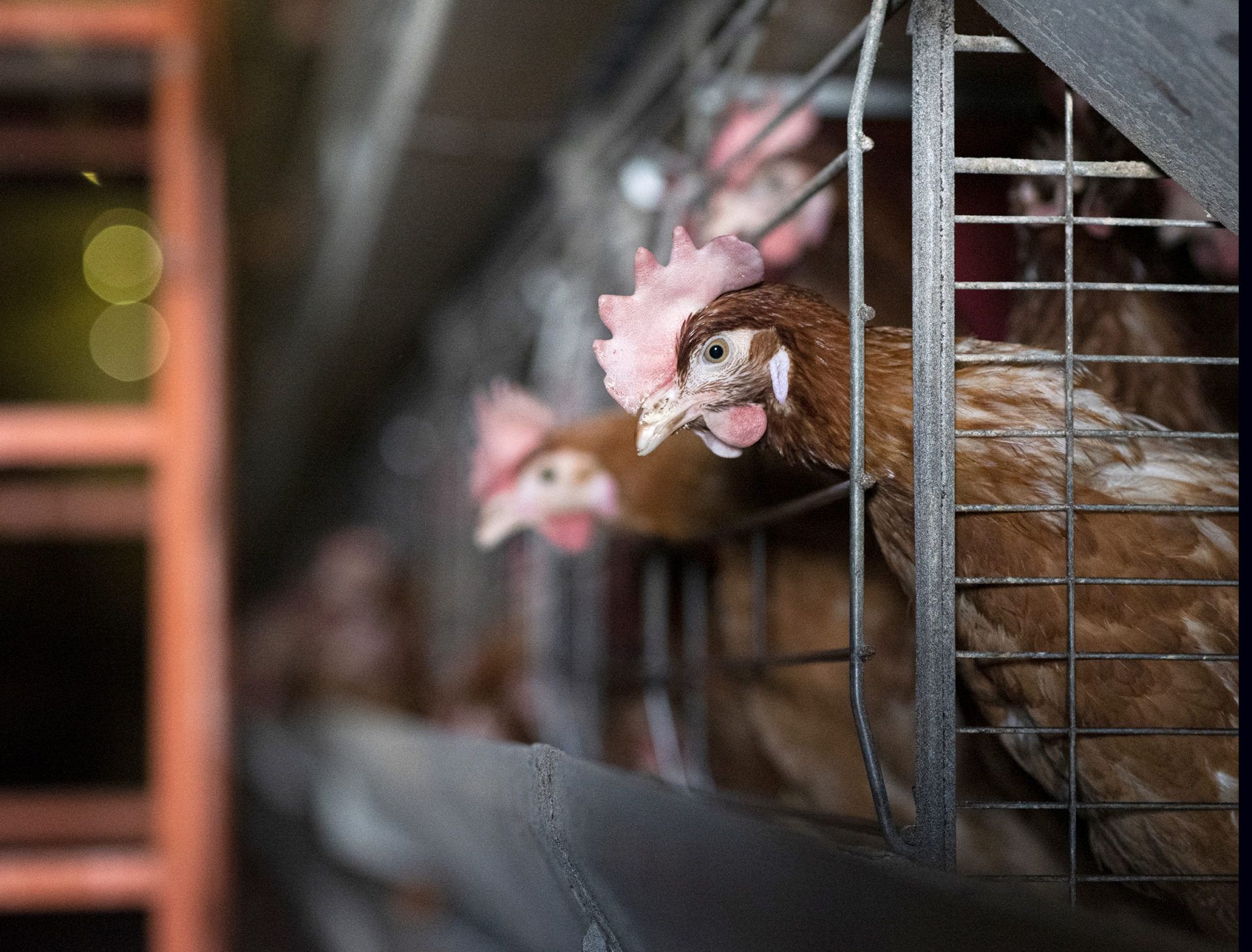 Hazánkban a ketreces tojás termelés már visszaszorulóban van, a szakértő szerint az év végére akár 45 százalékra is csökkenhet. / Fotó: Fehér Gábor