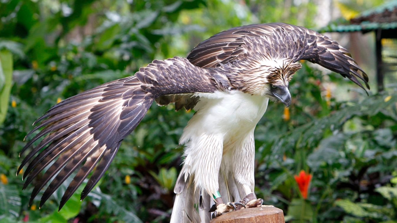 Philippine Eagle "Mindanao" is seen inside the Philippine Eagle Foundation center in Davao city