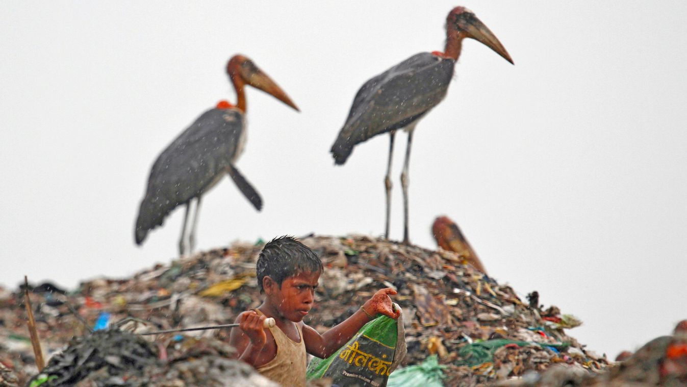 A scavenger, surrounded by a flock of Greater Adjutant birds, collects plastic for recycling at a dump site on World Environment Day in Guwahati