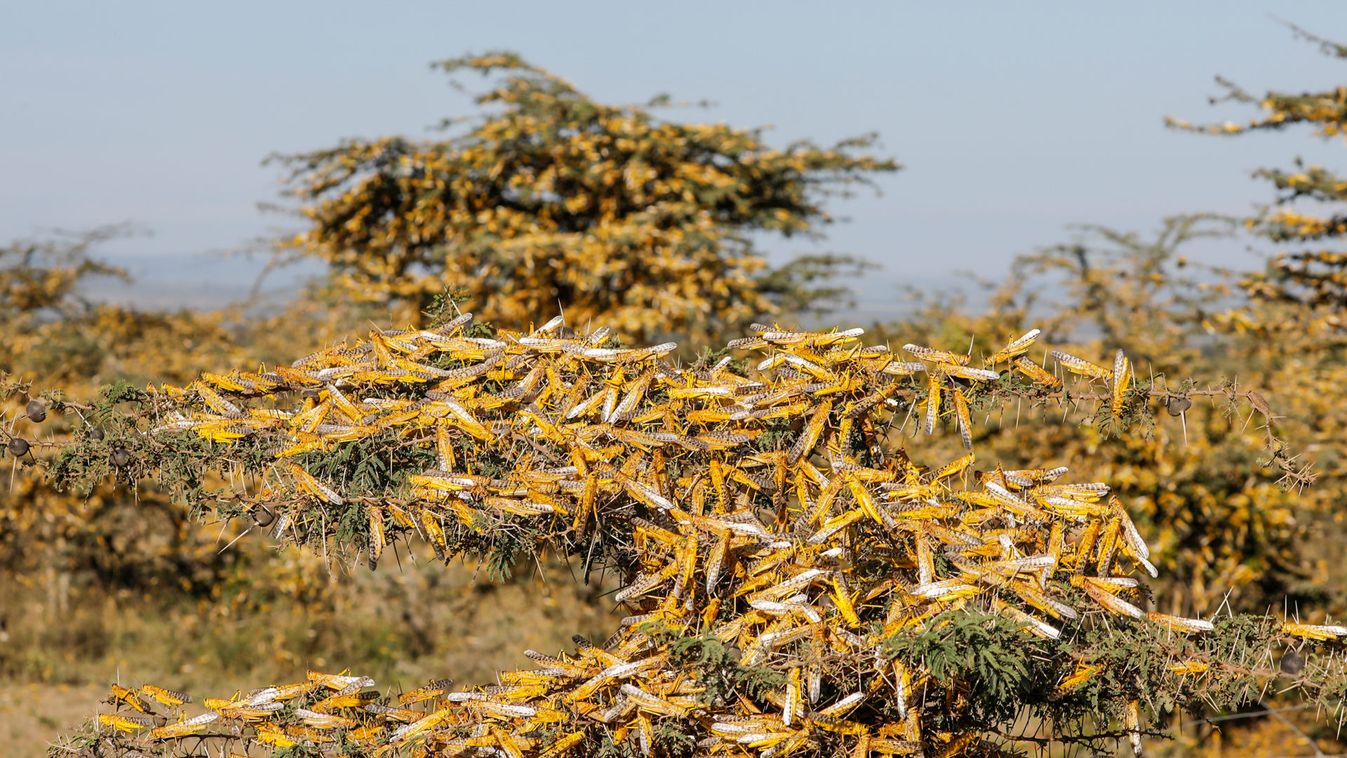 Desert locusts are seen on a tree at a ranch near the town on Nanyuki in Laikipia county