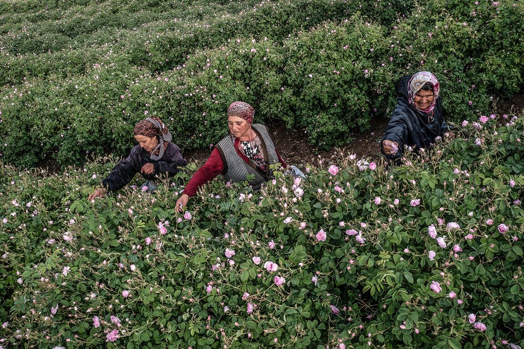 Turkey's Rose Harvest Gets Underway Despite Coronavirus And Drought Conditions