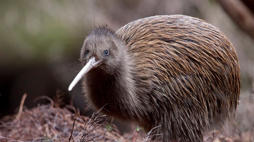 Megmenekülhet a kihalástól Új-Zéland ikonikus nemzeti madara