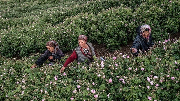 Turkey's Rose Harvest Gets Underway Despite Coronavirus And Drought Conditions