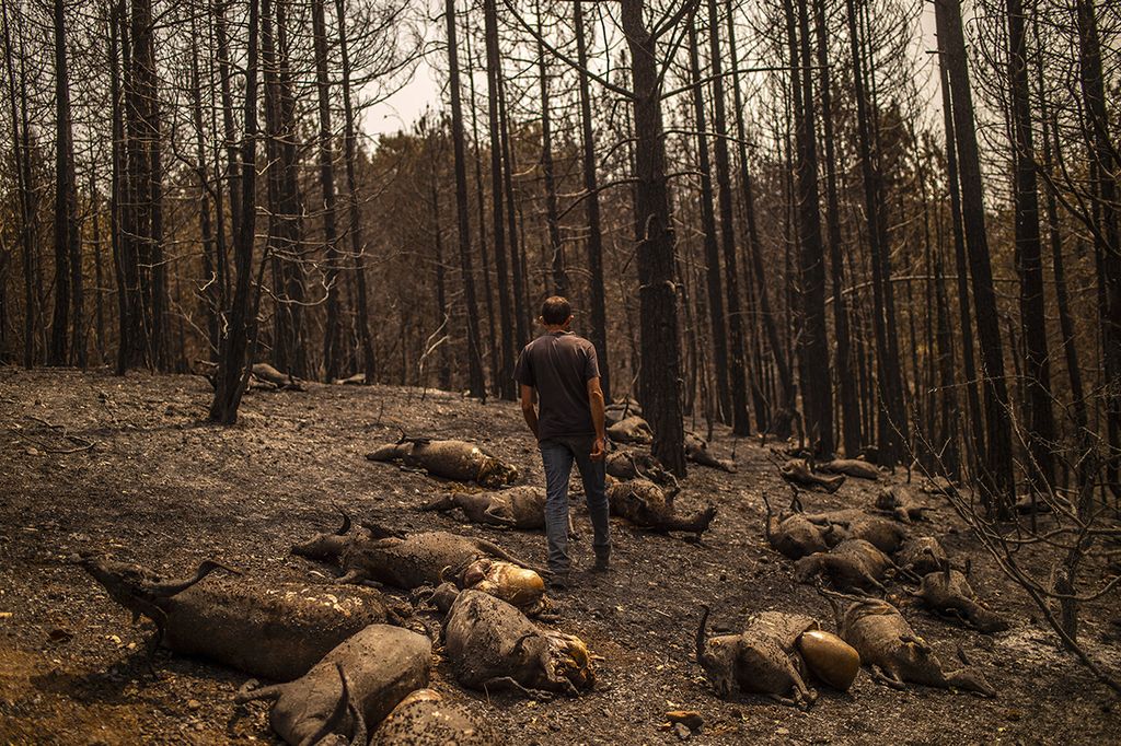 Kostis Angelou shepherd, 44, who lost a herd of 372 animals, walks among his dead goats in a forest following a wildfire near Kerasia Village on Evia (Euboea) island, the second-largest Greek island, on August 11 2021. - Firefighters were slowly bringing a wildfire under control that has raged for nine don August 11, 2021, while fresh forces were deployed to fight a massive blaze on the Peloponnese peninsula. (Photo by ANGELOS TZORTZINIS / AFP)