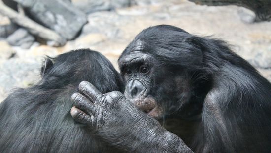 Majmok is kommunikálnak egymással közös tevékenység előtt és után